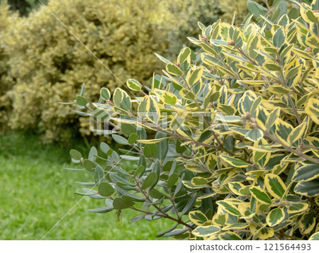Metrosideros excelsa variegata,New Zealand Christmas Tree or iron tree shrub. Metrosideros excelsa variegata,New Zealand Christmas Tree or iron tree shrub. 121564493