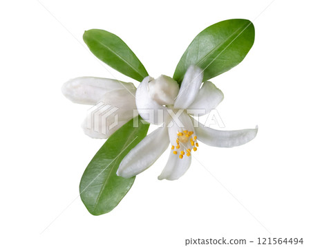Orange tree flowers and buds bunch with green leaves closeup isolated on white Orange tree flowers and buds bunch with green leaves closeup isolated on white 121564494