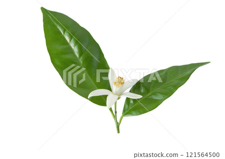 Orange tree fragrant blossom or neroli flower with leaves isolated on white. Orange tree fragrant blossom or neroli flower with leaves isolated on white. 121564500