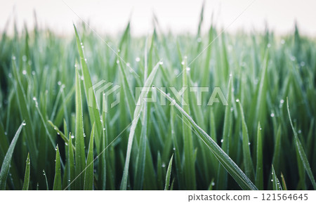 Water drops on green rice leaves Water drops on green rice leaves 121564645