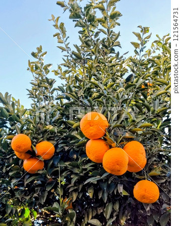 Unshu mandarins ripening under the blue winter sky Unshu mandarins ripening under the blue winter sky 121564731