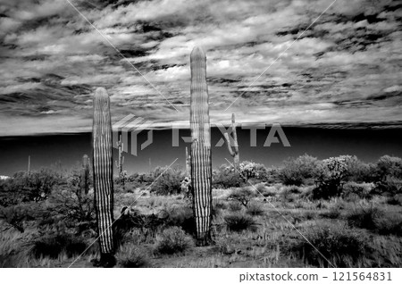 Sonora Desert Arizona in Infrared Sonora Desert Arizona in Infrared 121564831