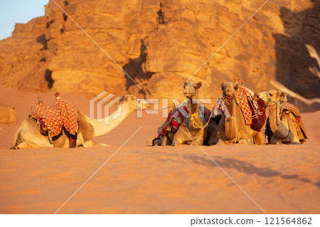 Few camels dromedary in the desert 121564862