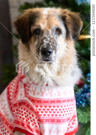 Dog wearing red holiday suit near Christmas tree 121564880