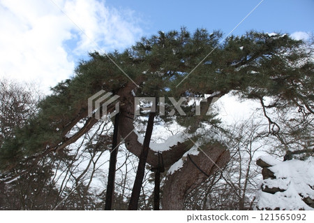 Snowy crane pine scenery_Hirosaki Castle Snowy crane pine scenery_Hirosaki Castle 121565092