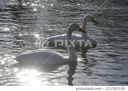 A close-up of a beautiful swan shining with a sparkle as it gracefully swims on the water 121565108