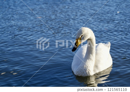 A beautiful swan floating on the water - close-up 121565110