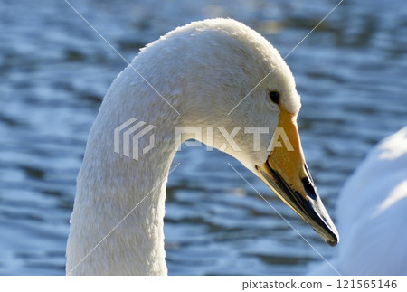 Beautiful swan face close-up 121565146