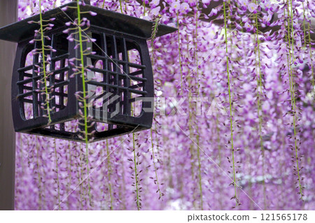 Lanterns and wisteria trellis 121565178