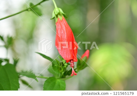 Arboreus mexicanus(錦葵科) Arboreus mexicanus(錦葵科) 121565179