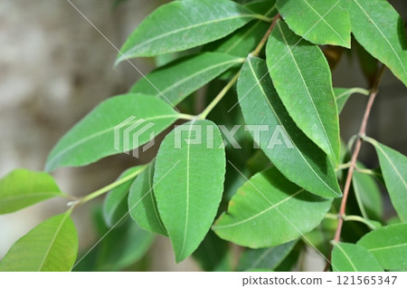 Lemon myrtle (Myrtaceae) Bachousia genus leaves 121565347