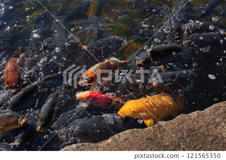 A carp that flocks on the bait 121565350