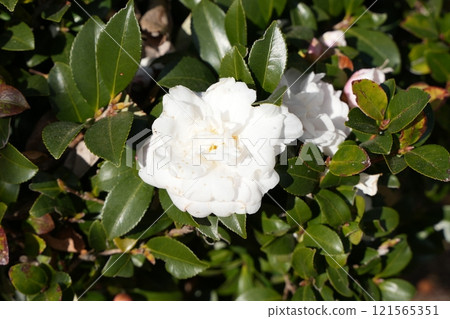 純白色的茶梅花 121565351
