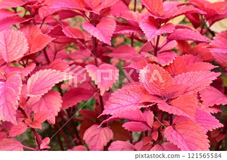 Coleus color leaf red head Coleus color leaf red head 121565584