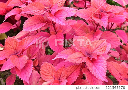 錦紫蘇 (唇形科) 紅頭 121565678