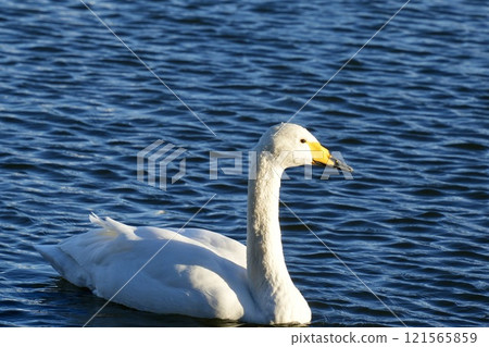 A beautiful swan floating on the water, bathed in light, close-up 121565859