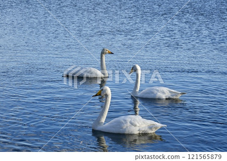 一群天鵝優雅地遊來游去 121565879