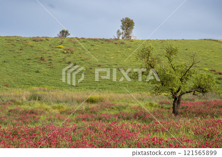 Landscape with a clover field, Sicily, Italy Landscape with a clover field, Sicily, Italy 121565899