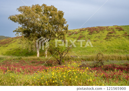 Landscape with a clover field, Sicily, Italy Landscape with a clover field, Sicily, Italy 121565900