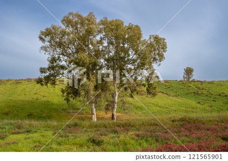 Landscape with a clover field, Sicily, Italy 121565901