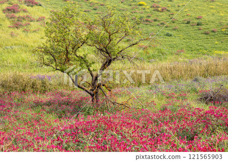 Landscape with a clover field, Sicily, Italy Landscape with a clover field, Sicily, Italy 121565903