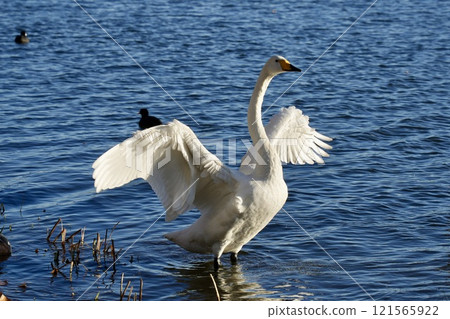 Beautiful swan spreading its wings close-up Beautiful swan spreading its wings close-up 121565922