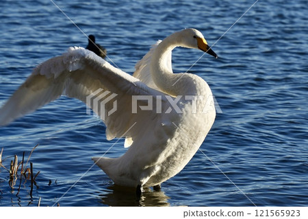 Beautiful swan spreading its wings close-up 121565923