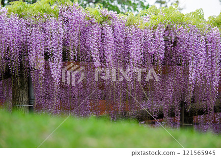 A beautiful view of a wisteria flower trellis in harmony with the greenery A beautiful view of a wisteria flower trellis in harmony with the greenery 121565945