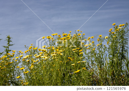 Wild flowers in the sunlight in the spring, Italy 121565976