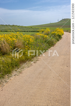 Dusty road across the green country, Sicily, Italy Dusty road across the green country, Sicily, Italy 121565990
