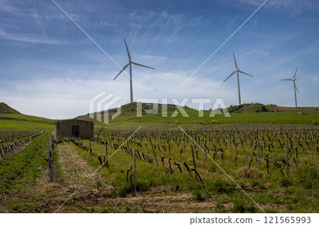 Vineyard and wind turbines, Sicily, Italy Vineyard and wind turbines, Sicily, Italy 121565993