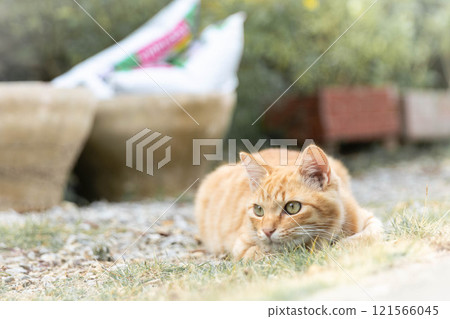 Cute brown tabby cat squatting Cute brown tabby cat squatting 121566045