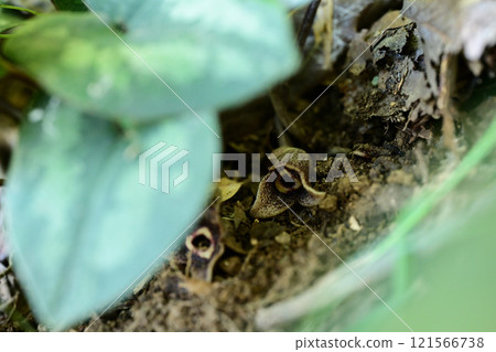 Late autumn flower: Cannabis sativa flower Late autumn flower: Cannabis sativa flower 121566738