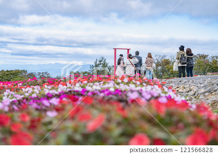茶臼山高原上藍天盛開的Sunpatiens(愛知縣) 茶臼山高原上藍天盛開的Sunpatiens(愛知縣) 121566828