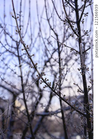 buds on the branches are covered with a layer of ice, icicles buds on the branches are covered with a layer of ice, icicles 121566939