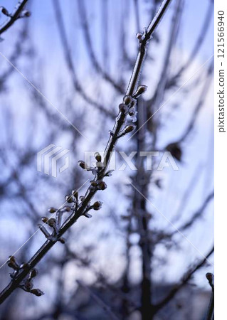 buds on the branches are covered with a layer of ice, icicles 121566940