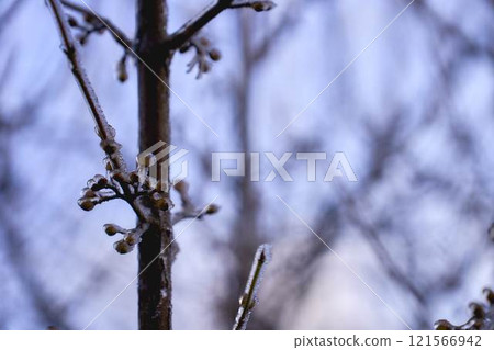 buds on the branches are covered with a layer of ice, icicles 121566942