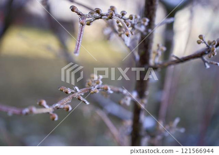 buds on the branches are covered with a layer of ice, icicles 121566944