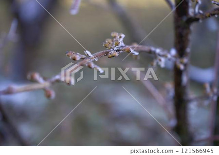 buds on the branches are covered with a layer of ice, icicles buds on the branches are covered with a layer of ice, icicles 121566945