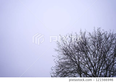 walnut tree against the background of the gray winter sky walnut tree against the background of the gray winter sky 121566946