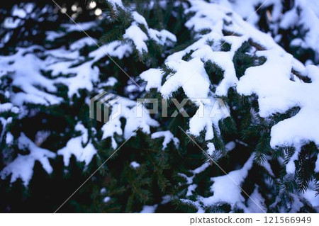 Christmas tree, a conifer, a pine covered in snow Christmas tree, a conifer, a pine covered in snow 121566949