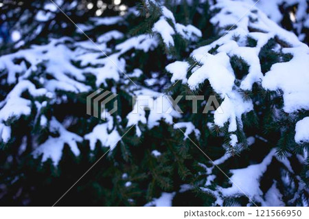 Christmas tree, a conifer, a pine covered in snow 121566950