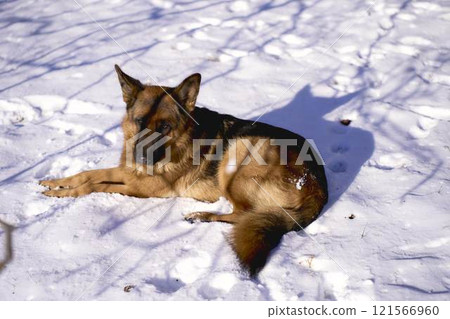 german shepherd dog lies on the ground in winter 121566960