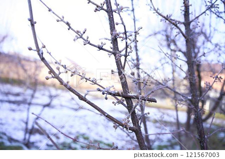buds on the branches are covered with a layer of ice, icicles 121567003