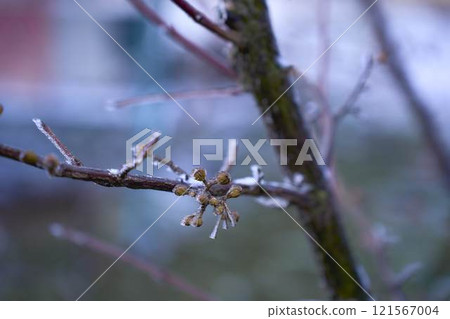 buds on the branches are covered with a layer of ice, icicles 121567004