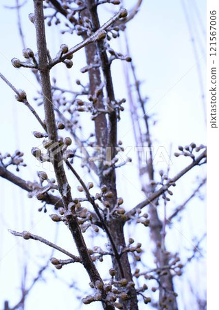 buds on the branches are covered with a layer of ice, icicles 121567006