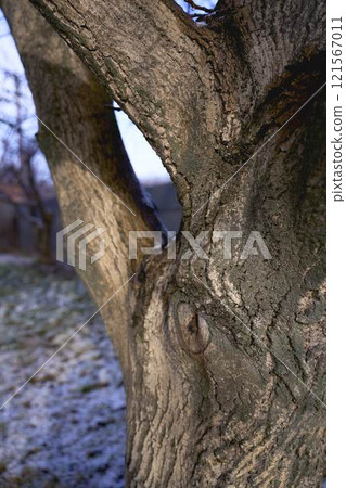 a texture of a walnut tree soaked in melted snow a texture of a walnut tree soaked in melted snow 121567011