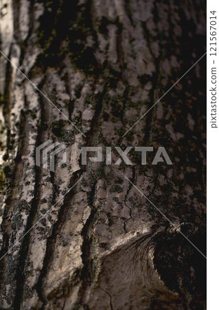 a texture of a walnut tree soaked in melted snow 121567014
