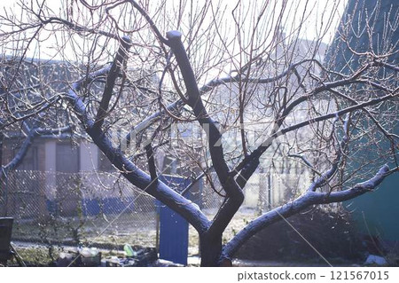 the branches covered with a layer of ice, icicles 121567015