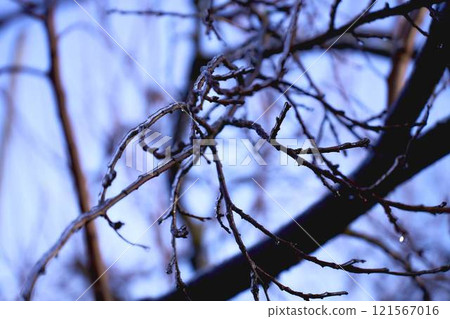 the branches covered with a layer of ice, icicles 121567016